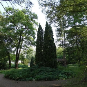 widok ogrodu i drzew